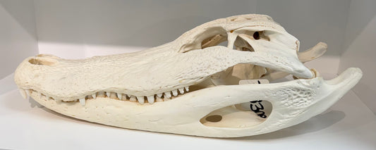 Authentic Alligator Mississippiensis Skull